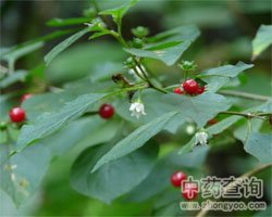 十萼茄图片