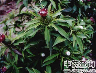 白术原植物图片