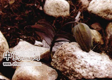 梭砂贝母源植物