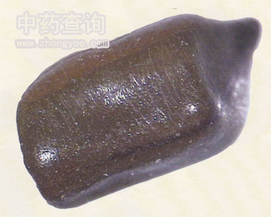 决明子药材侧面表面观(放大图)