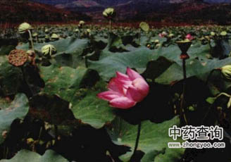 藕节源植物莲的图片