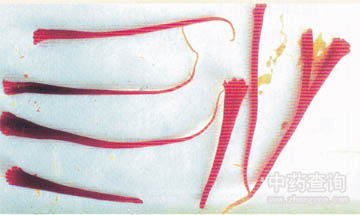 西红花药材(水浸泡后的放大图)