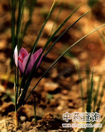 西红花源植物番红花图片
